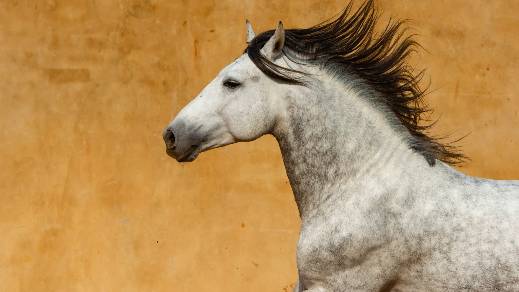 Caballo andaluz (PRE): características, origen y cuidados