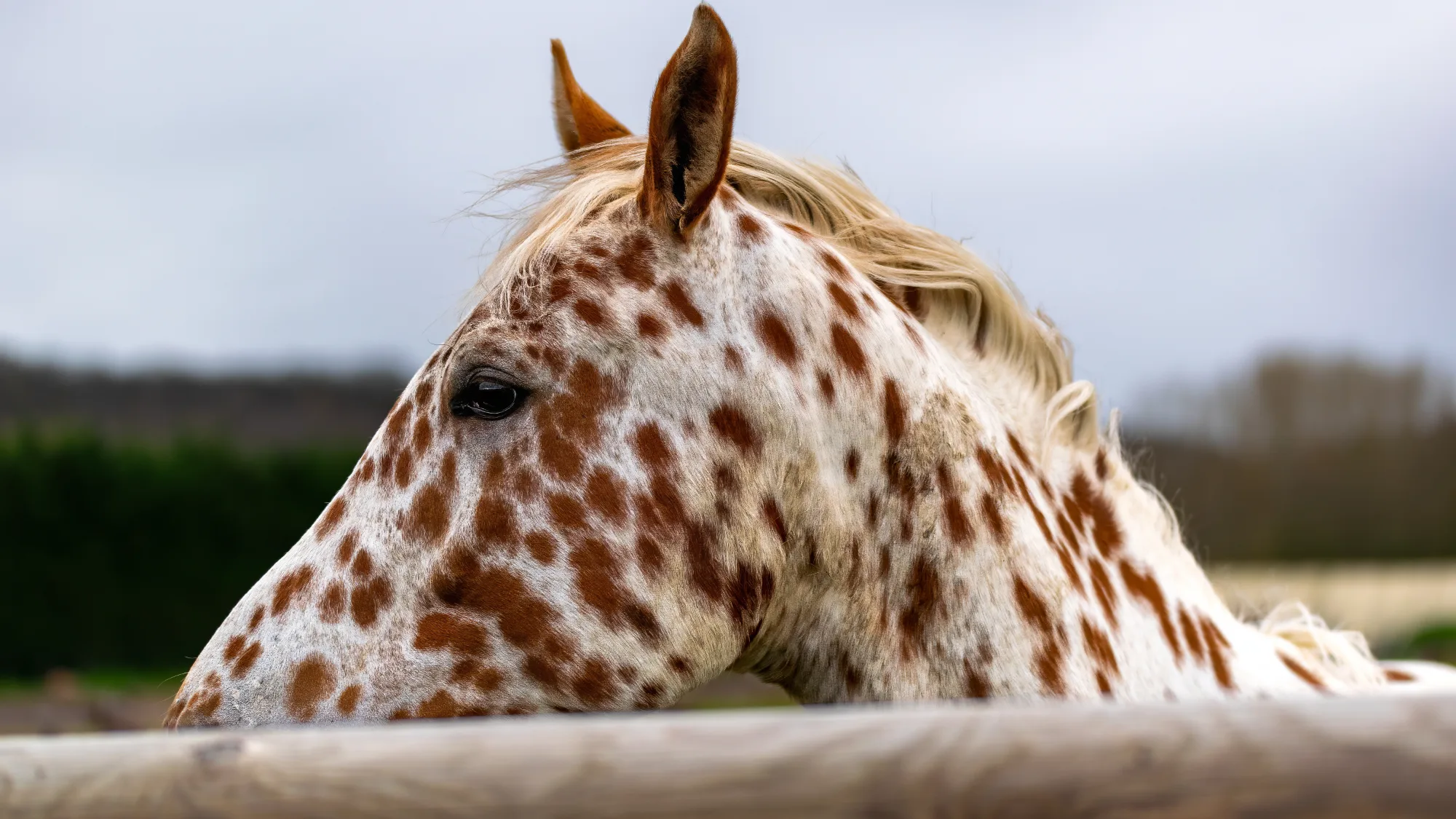 Caballo appaloosa: características y capas