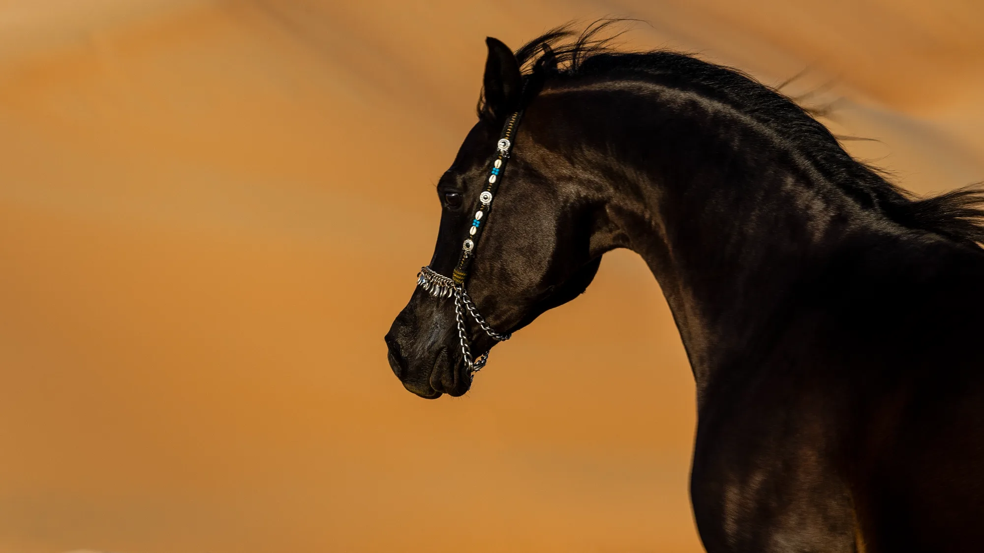 Caballo árabe: características, origen y cuidados