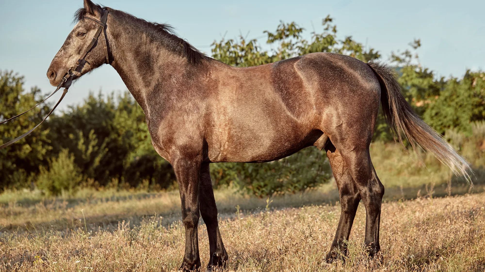 Caballo cuarto de milla: características y cuidados