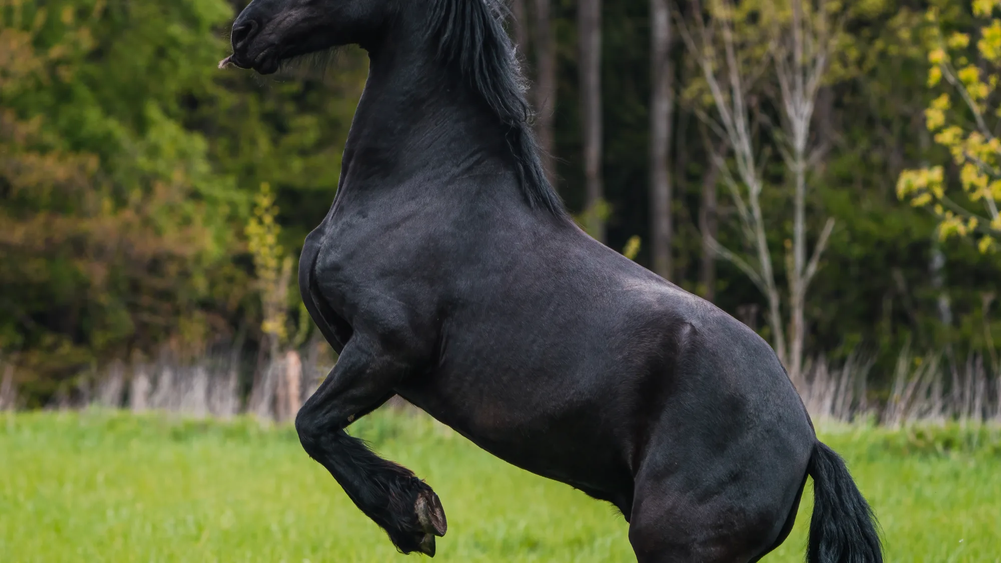 Caballo frisón: carácter, características y cuidados