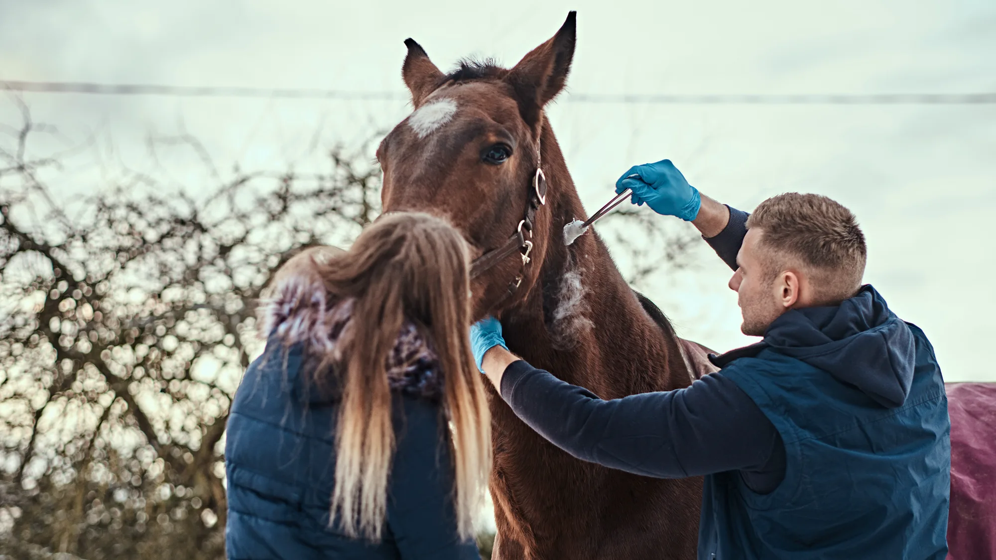 Cómo curar las heridas del caballo: miel medicinal y cicatrizantes