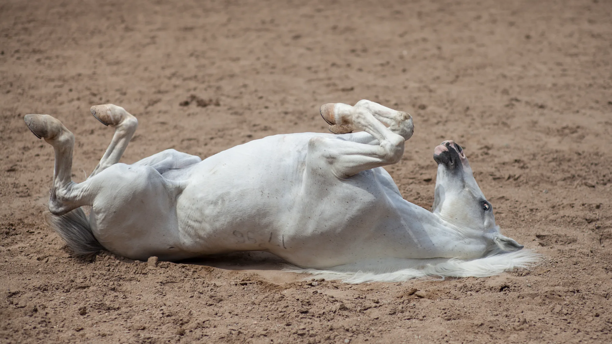 ¿Por qué se rasca tu caballo? Causas del prurito equino