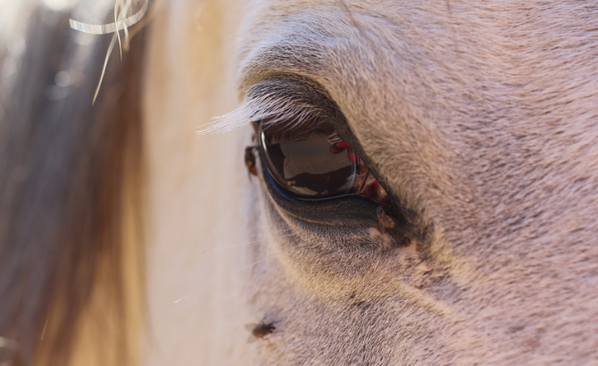 Caballo en el prado rodeado de moscas durante los meses cálidos