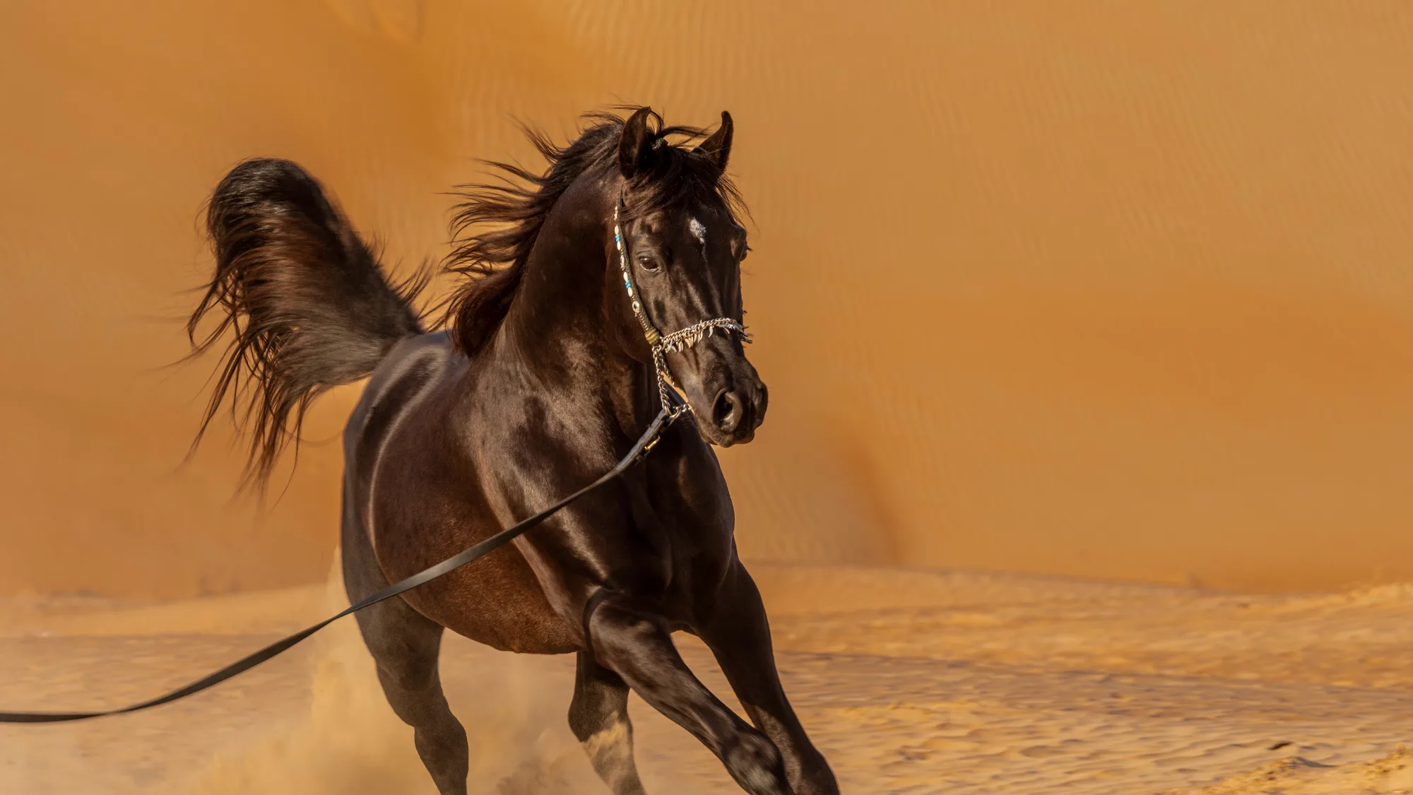 ¿Puede vomitar un caballo?