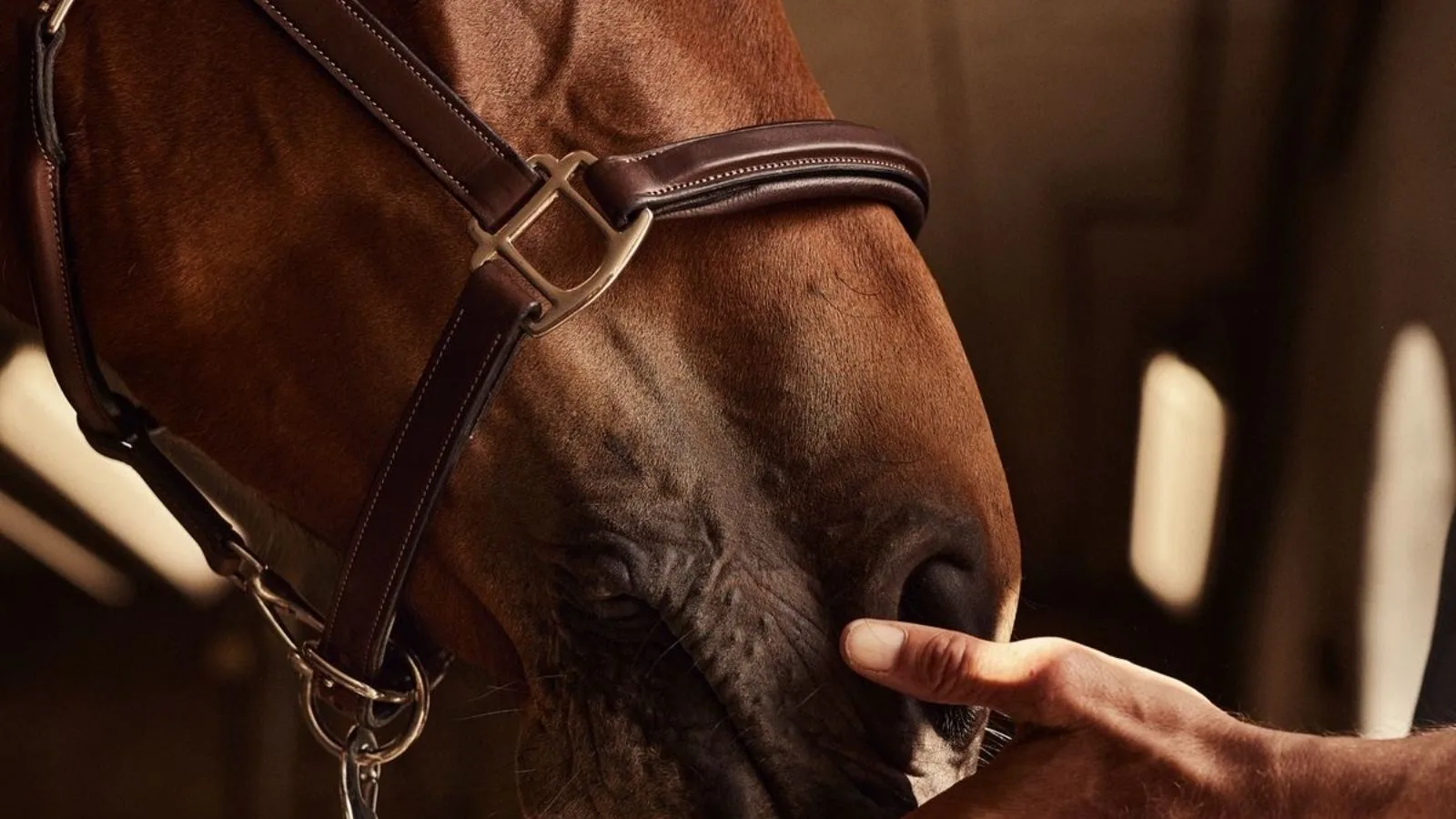 Recuperación del caballo después del entrenamiento: Programa TRM Nutrition