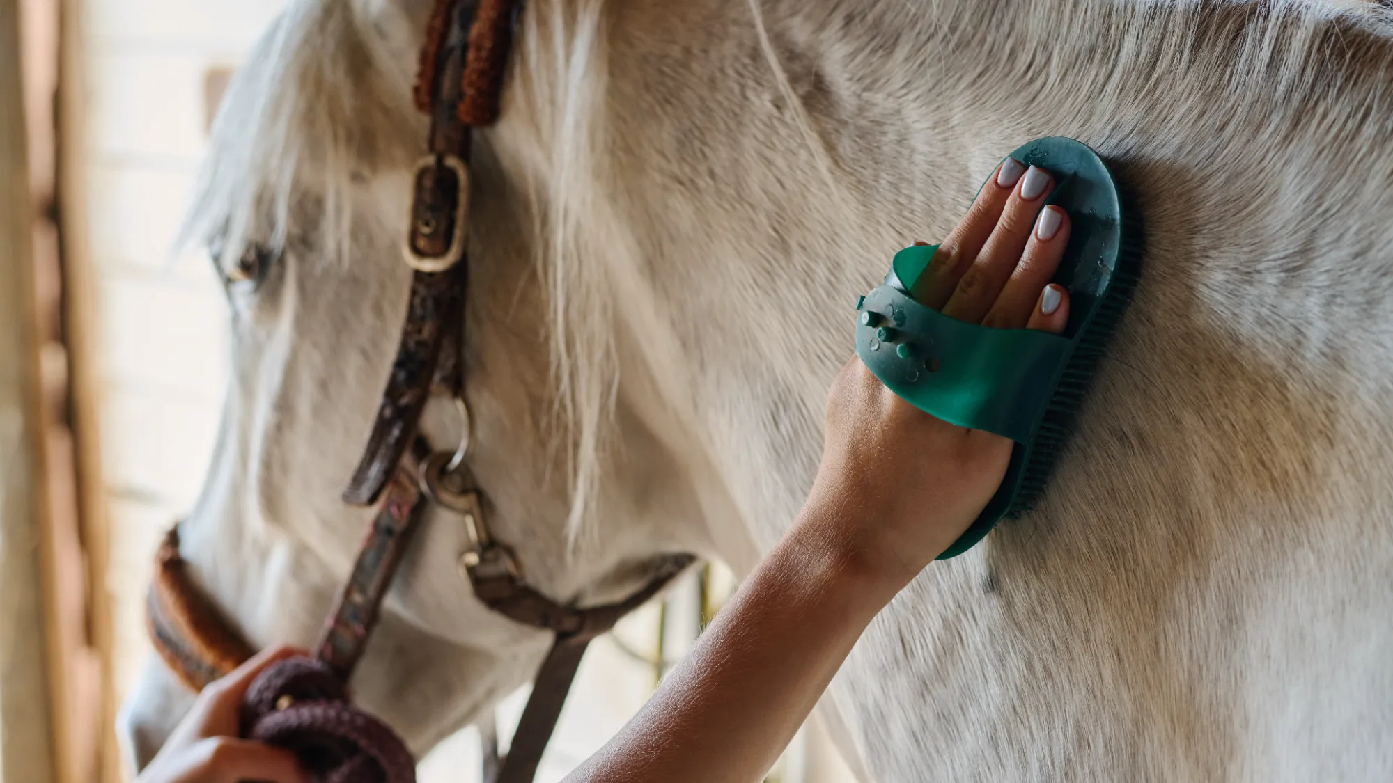 Recuperación del caballo después del entrenamiento: Programa TRM Nutrition