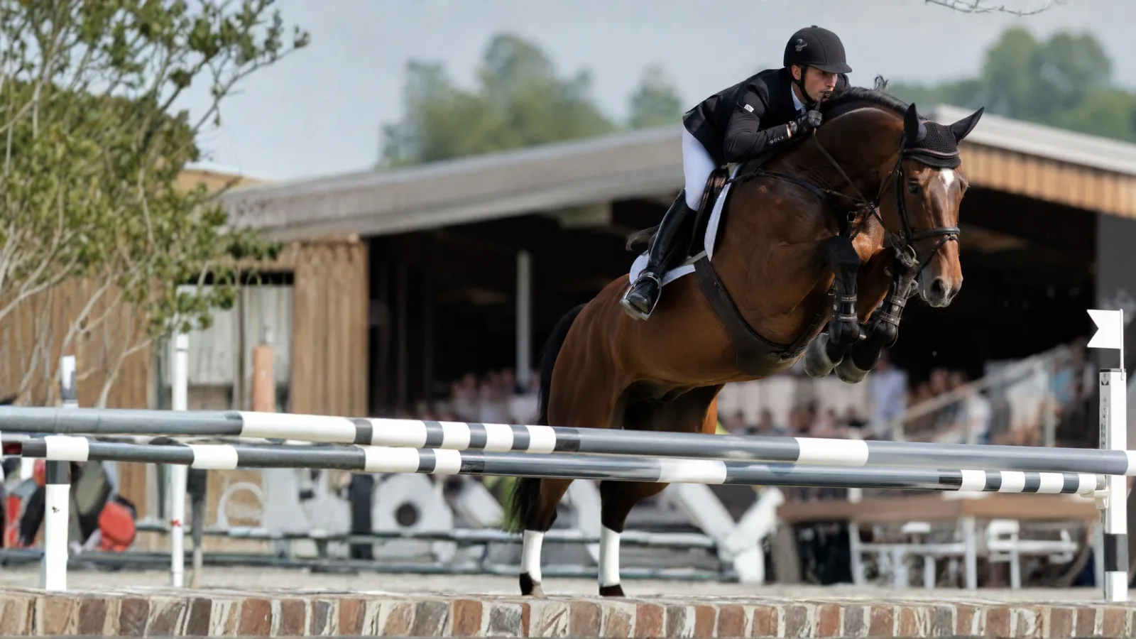 Optimiza el rendimiento deportivo del caballo: energía, resistencia y recuperación