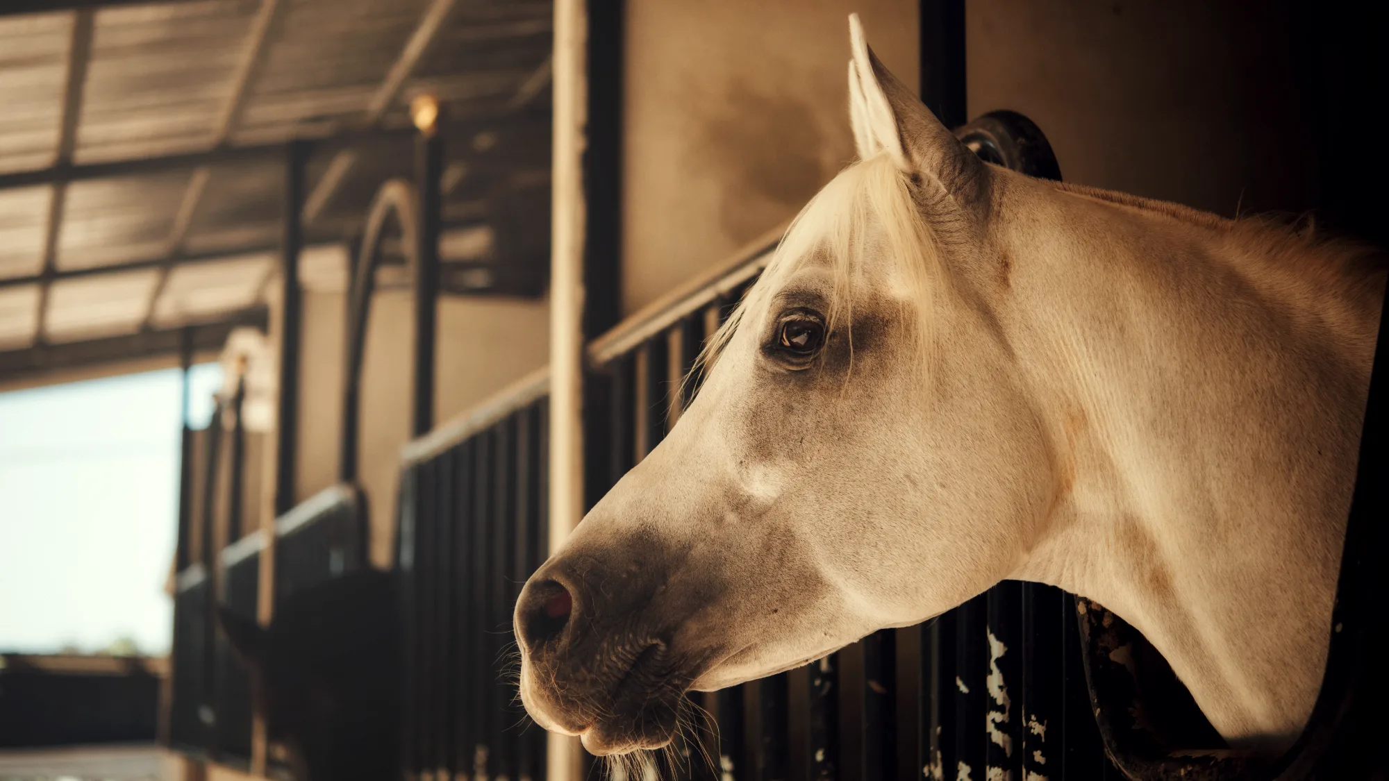 Viruta para caballos: guía de compra y cómo elegir la mejor cama