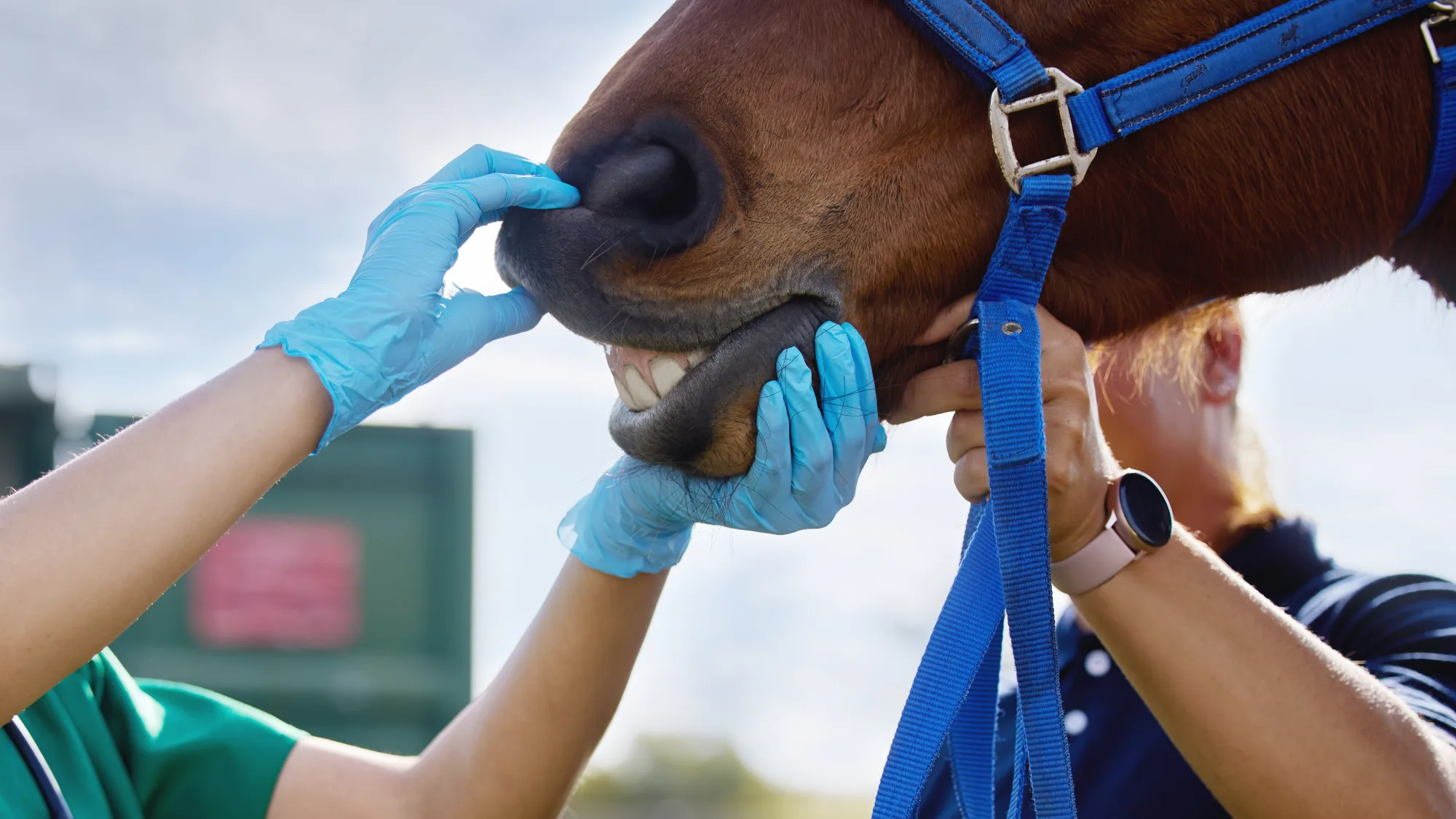Zoonosis: enfermedades que se transmiten entre animales y personas